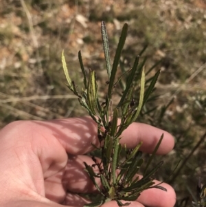 Dodonaea viscosa subsp. angustissima at Deakin, ACT - 31 Jul 2021