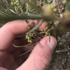 Dodonaea viscosa subsp. angustissima at Deakin, ACT - 31 Jul 2021 01:51 PM