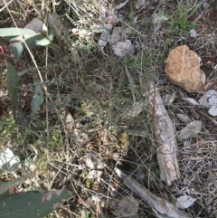 Indigofera adesmiifolia (Tick Indigo) at Red Hill Nature Reserve - 31 Jul 2021 by Tapirlord