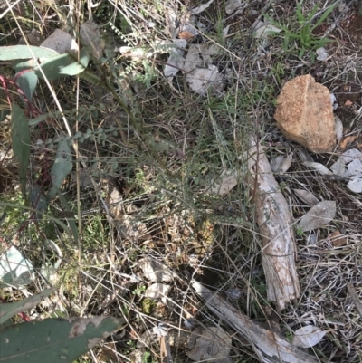 Indigofera adesmiifolia (Tick Indigo) at Red Hill Nature Reserve - 31 Jul 2021 by Tapirlord