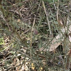 Indigofera adesmiifolia at Deakin, ACT - 31 Jul 2021 01:59 PM