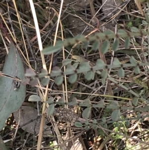 Indigofera adesmiifolia at Deakin, ACT - 31 Jul 2021