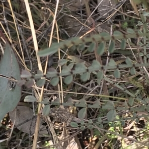 Indigofera adesmiifolia at Deakin, ACT - 31 Jul 2021