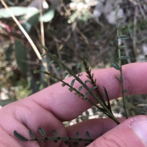 Indigofera adesmiifolia at Deakin, ACT - 31 Jul 2021 01:59 PM