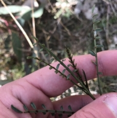 Indigofera adesmiifolia at Deakin, ACT - 31 Jul 2021