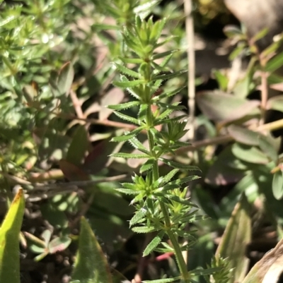 Asperula conferta (Common Woodruff) at Red Hill Nature Reserve - 31 Jul 2021 by Tapirlord