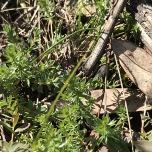 Asperula conferta at Deakin, ACT - 31 Jul 2021