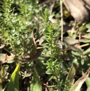 Asperula conferta at Deakin, ACT - 31 Jul 2021