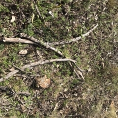 Asperula conferta at Deakin, ACT - 31 Jul 2021