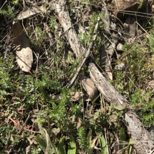 Asperula conferta at Deakin, ACT - 31 Jul 2021