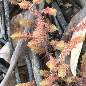 Crassula sieberiana at Deakin, ACT - 31 Jul 2021 02:17 PM