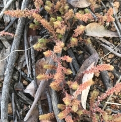 Crassula sieberiana at Deakin, ACT - 31 Jul 2021