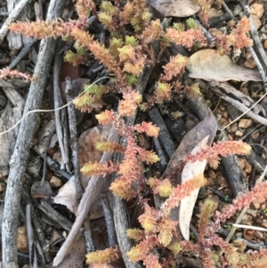 Crassula sieberiana at Deakin, ACT - 31 Jul 2021 02:17 PM