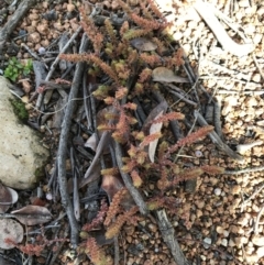 Crassula sieberiana at Deakin, ACT - 31 Jul 2021 02:17 PM