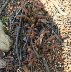 Crassula sieberiana at Deakin, ACT - 31 Jul 2021 02:17 PM