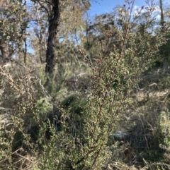 Kunzea parvifolia (Violet Kunzea) at Majura, ACT - 2 Aug 2021 by waltraud