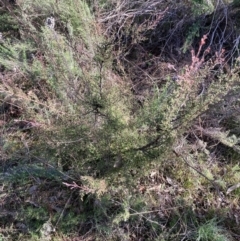 Kunzea parvifolia at Majura, ACT - 2 Aug 2021 03:08 PM