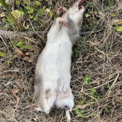 Peramelidae (family) (Unidentified Bandicoot) at Lake Tabourie, NSW - 4 Aug 2021 by AndrewCB