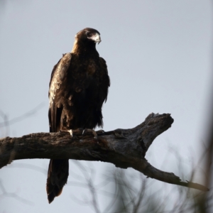 Aquila audax at Majura, ACT - suppressed