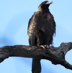 Aquila audax at Majura, ACT - suppressed