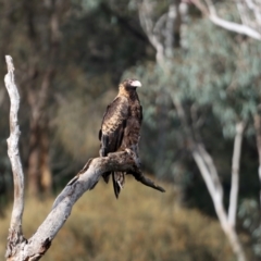 Aquila audax at Majura, ACT - suppressed