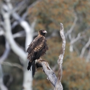 Aquila audax at Majura, ACT - suppressed