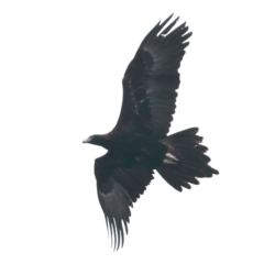 Aquila audax at Majura, ACT - suppressed