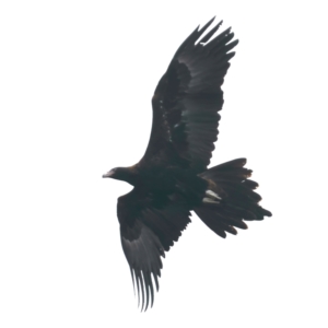 Aquila audax at Majura, ACT - suppressed