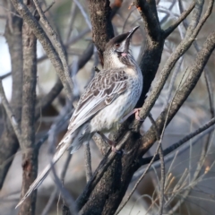 Anthochaera carunculata (Red Wattlebird) at Majura, ACT - 2 Aug 2021 by jb2602