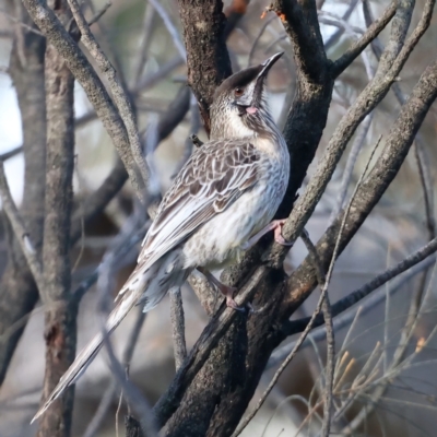 Anthochaera carunculata (Red Wattlebird) at Mount Ainslie - 2 Aug 2021 by jb2602