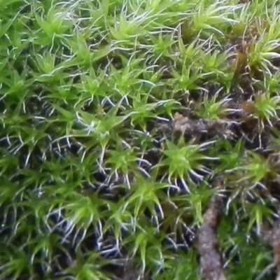 Campylopus introflexus at Jarramlee Pond - 19 Jul 2021 by johnpugh