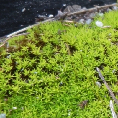 Pottiaceae (family) (A moss) at Dunlop, ACT - 19 Jul 2021 by johnpugh