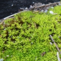 Pottiaceae (family) (A moss) at Jarramlee Pond - 19 Jul 2021 by johnpugh