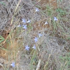 Wahlenbergia sp. (Bluebell) at Dunlop, ACT - 30 Mar 2020 by johnpugh