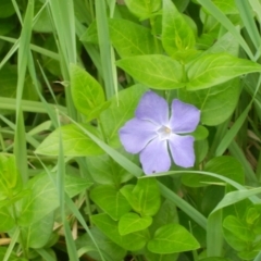 Vinca major (Blue Periwinkle) at Jarramlee Pond - 19 Oct 2020 by johnpugh