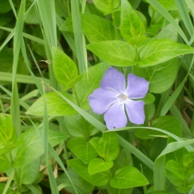 Vinca major (Blue Periwinkle) at Jarramlee Pond - 19 Oct 2020 by johnpugh