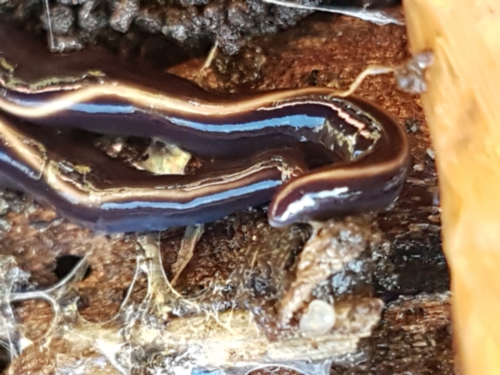 Caenoplana coerulea at Lyneham, ACT - 4 Aug 2021