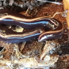 Caenoplana coerulea (Blue Planarian, Blue Garden Flatworm) at Lyneham Wetland - 3 Aug 2021 by tpreston
