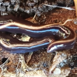 Caenoplana coerulea at Lyneham, ACT - 4 Aug 2021