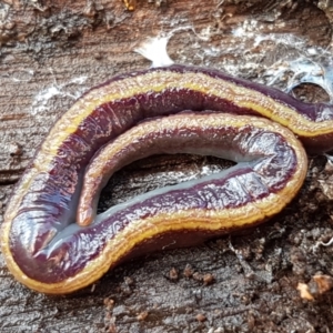 Caenoplana bicolor at Lyneham, ACT - 4 Aug 2021