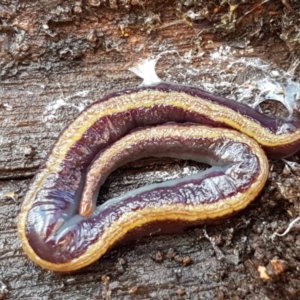 Caenoplana bicolor at Lyneham, ACT - 4 Aug 2021