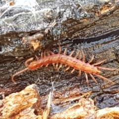 Lithobiomorpha (order) (Unidentified stone centipede) at Lyneham, ACT - 4 Aug 2021 by trevorpreston