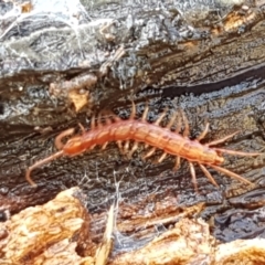 Lithobiomorpha (order) (Unidentified stone centipede) at Lyneham, ACT - 3 Aug 2021 by tpreston