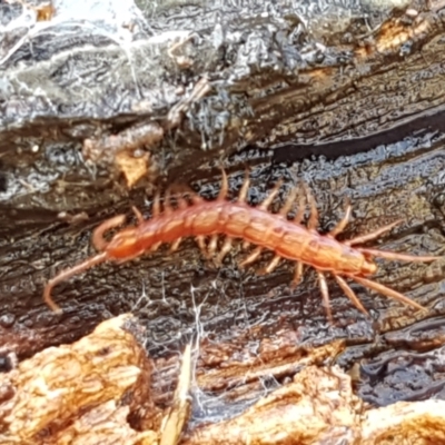 Lithobiomorpha (order) (Unidentified stone centipede) at Sullivans Creek, Lyneham South - 3 Aug 2021 by trevorpreston