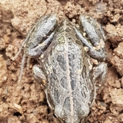 Limnodynastes tasmaniensis (Spotted Grass Frog) at Sullivans Creek, Lyneham South - 3 Aug 2021 by trevorpreston