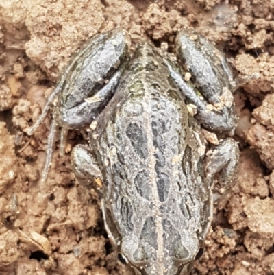 Limnodynastes tasmaniensis (Spotted Grass Frog) at Lyneham, ACT - 4 Aug 2021 by trevorpreston