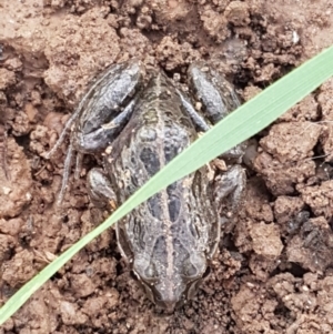 Limnodynastes tasmaniensis at Lyneham, ACT - 4 Aug 2021 09:19 AM