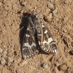 Apina callisto (Pasture Day Moth) at Jarramlee-West MacGregor Grasslands - 18 Apr 2020 by johnpugh