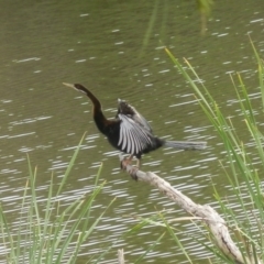 Anhinga novaehollandiae (Australasian Darter) at Jarramlee Pond - 19 Oct 2020 by johnpugh