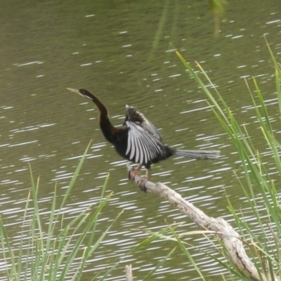 Anhinga novaehollandiae (Australasian Darter) at Dunlop, ACT - 20 Oct 2020 by johnpugh